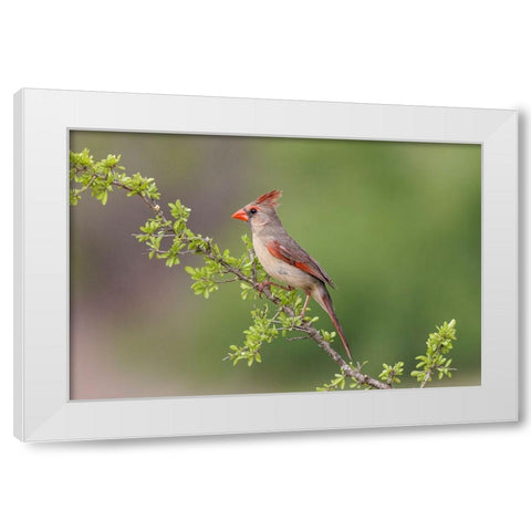 Female Northern Cardinal Rio Grande Valley-Texas White Modern Wood Framed Art Print by Jones, Adam