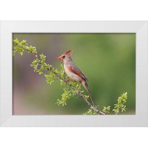 Female Northern Cardinal Rio Grande Valley-Texas White Modern Wood Framed Art Print by Jones, Adam