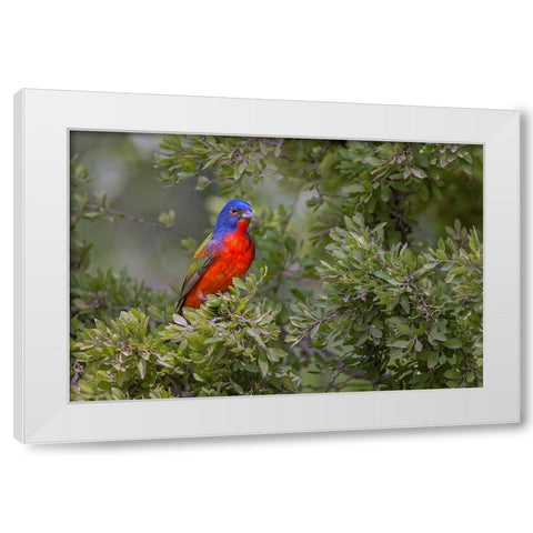 Painted bunting Rio Grande Valley-Texas White Modern Wood Framed Art Print by Jones, Adam