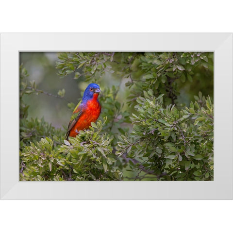 Painted bunting Rio Grande Valley-Texas White Modern Wood Framed Art Print by Jones, Adam