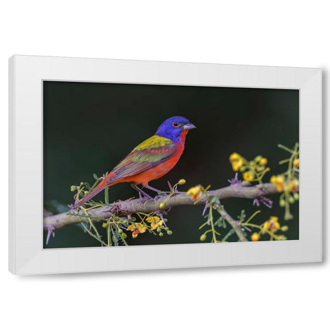 Male Painted bunting Rio Grande Valley-Texas White Modern Wood Framed Art Print by Jones, Adam