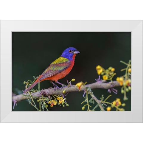 Male Painted bunting Rio Grande Valley-Texas White Modern Wood Framed Art Print by Jones, Adam