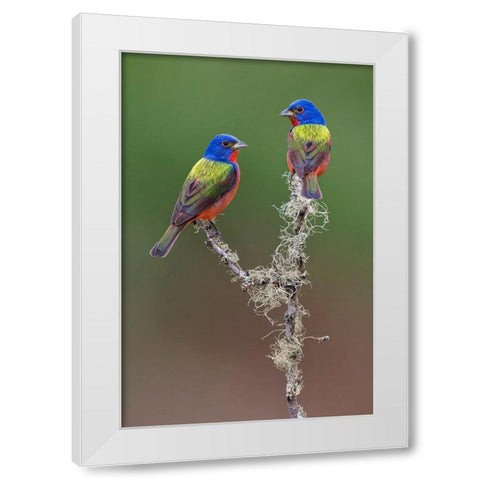 Pair of male Painted buntings Rio Grande Valley-Texas White Modern Wood Framed Art Print by Jones, Adam