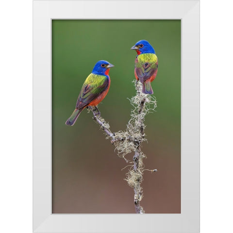 Pair of male Painted buntings Rio Grande Valley-Texas White Modern Wood Framed Art Print by Jones, Adam