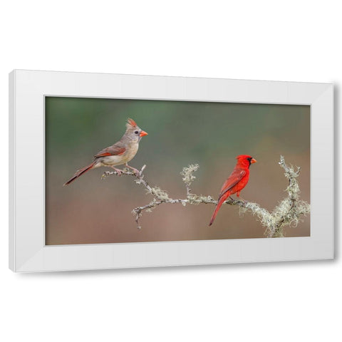 Male and female Northern Cardinals Rio Grande Valley-Texas White Modern Wood Framed Art Print by Jones, Adam