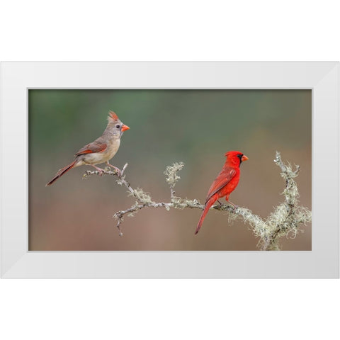 Male and female Northern Cardinals Rio Grande Valley-Texas White Modern Wood Framed Art Print by Jones, Adam