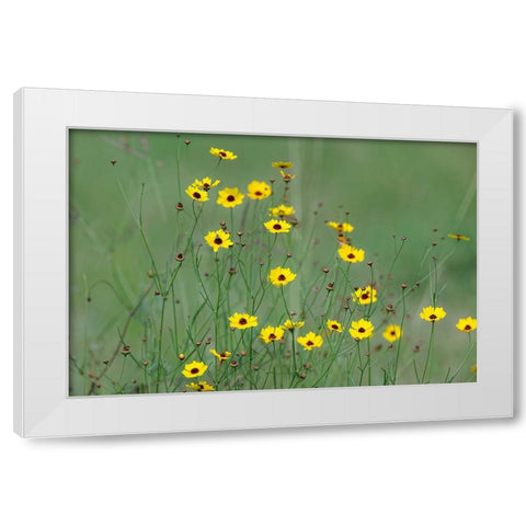 Yellow coreopsis flowers-Rio Grande Valley-Texas White Modern Wood Framed Art Print by Jones, Adam