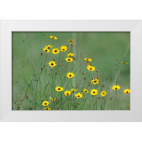 Yellow coreopsis flowers-Rio Grande Valley-Texas White Modern Wood Framed Art Print by Jones, Adam