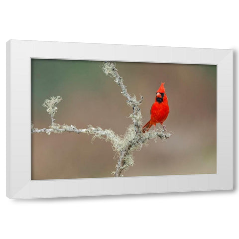 Male Northern Cardinal Rio Grande Valley-Texas White Modern Wood Framed Art Print by Jones, Adam