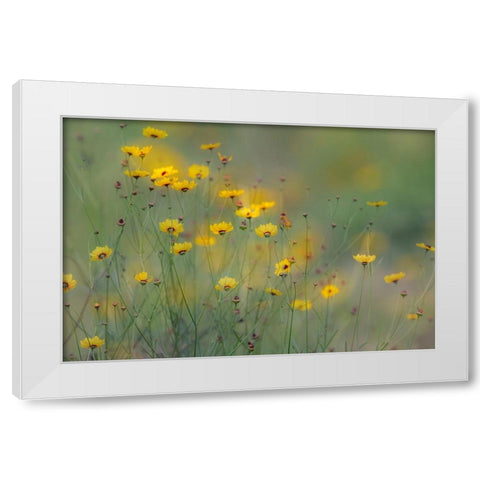 Soft focus view of coreopsis flowers-Rio Grande Valley-Texas White Modern Wood Framed Art Print by Jones, Adam