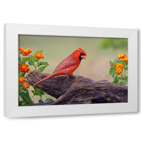 Male cardinal and flowers-Rio Grande Valley-Texas White Modern Wood Framed Art Print by Jones, Adam