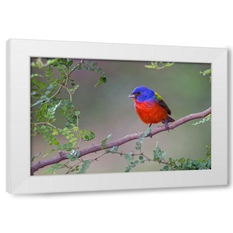 Painted bunting Rio Grande Valley-Texas White Modern Wood Framed Art Print by Jones, Adam
