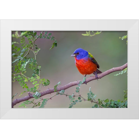 Painted bunting Rio Grande Valley-Texas White Modern Wood Framed Art Print by Jones, Adam