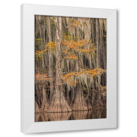 Bald Cypress tree draped in Spanish moss with fall colors Caddo Lake State Park-Uncertain-Texas White Modern Wood Framed Art Print by Jones, Adam