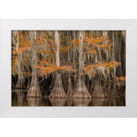 Bald Cypress tree draped in Spanish moss with fall colors Caddo Lake State Park-Uncertain-Texas White Modern Wood Framed Art Print by Jones, Adam