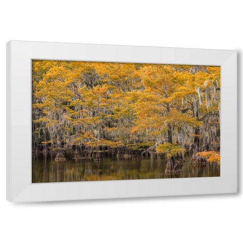 Bald Cypress tree draped in Spanish moss with fall colors Caddo Lake State Park-Uncertain-Texas White Modern Wood Framed Art Print by Jones, Adam