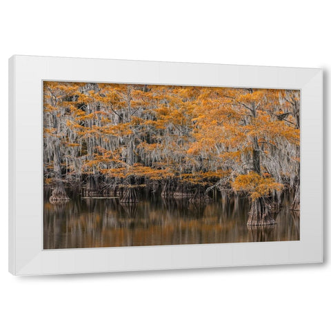 Bald Cypress tree draped in Spanish moss with fall colors Caddo Lake State Park-Uncertain-Texas White Modern Wood Framed Art Print by Jones, Adam