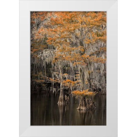 Bald Cypress tree draped in Spanish moss with fall colors Caddo Lake State Park-Uncertain-Texas White Modern Wood Framed Art Print by Jones, Adam