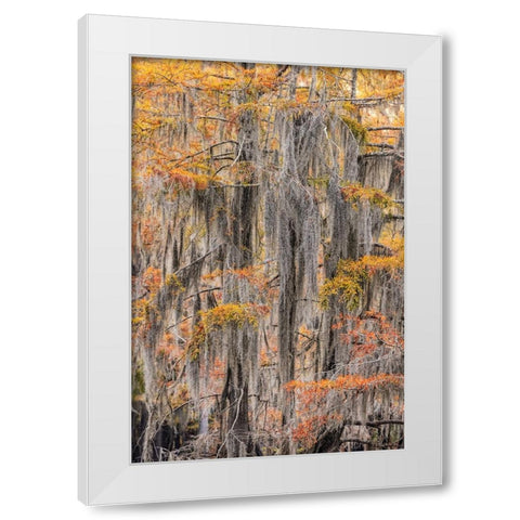 Bald Cypress tree draped in Spanish moss with fall colors Caddo Lake State Park-Uncertain-Texas White Modern Wood Framed Art Print by Jones, Adam