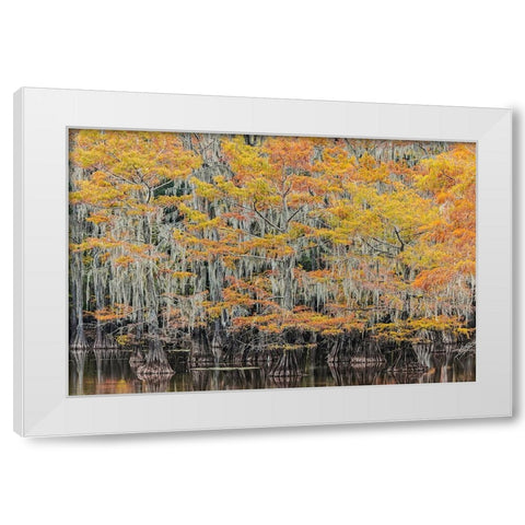 Bald Cypress tree draped in Spanish moss with fall colors Caddo Lake State Park-Uncertain-Texas White Modern Wood Framed Art Print by Jones, Adam
