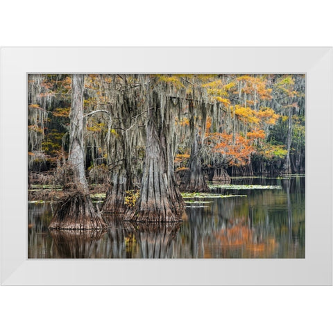 Bald Cypress tree draped in Spanish moss with fall colors Caddo Lake State Park-Uncertain-Texas White Modern Wood Framed Art Print by Jones, Adam