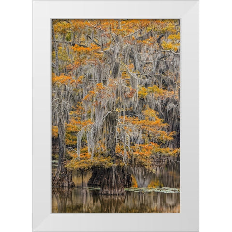 Bald Cypress tree draped in Spanish moss with fall colors Caddo Lake State Park-Uncertain-Texas White Modern Wood Framed Art Print by Jones, Adam