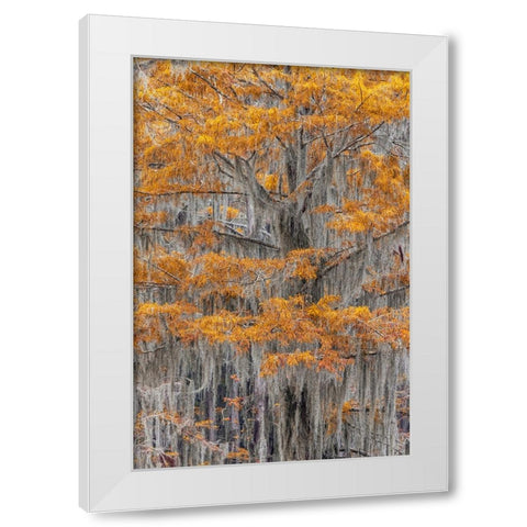 Bald Cypress tree draped in Spanish moss with fall colors Caddo Lake State Park-Uncertain-Texas White Modern Wood Framed Art Print by Jones, Adam