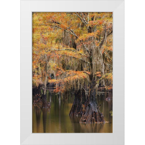 Bald Cypress tree draped in Spanish moss with fall colors Caddo Lake State Park-Uncertain-Texas White Modern Wood Framed Art Print by Jones, Adam