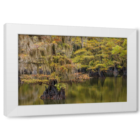Bald Cypress tree draped in Spanish moss with fall colors Caddo Lake State Park-Uncertain-Texas White Modern Wood Framed Art Print by Jones, Adam