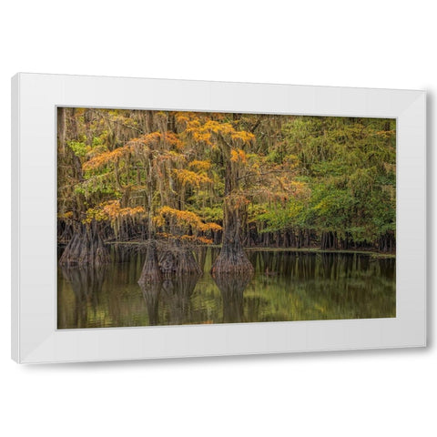 Bald Cypress tree draped in Spanish moss with fall colors Caddo Lake State Park-Uncertain-Texas White Modern Wood Framed Art Print by Jones, Adam