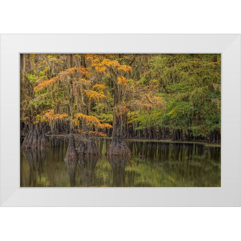 Bald Cypress tree draped in Spanish moss with fall colors Caddo Lake State Park-Uncertain-Texas White Modern Wood Framed Art Print by Jones, Adam