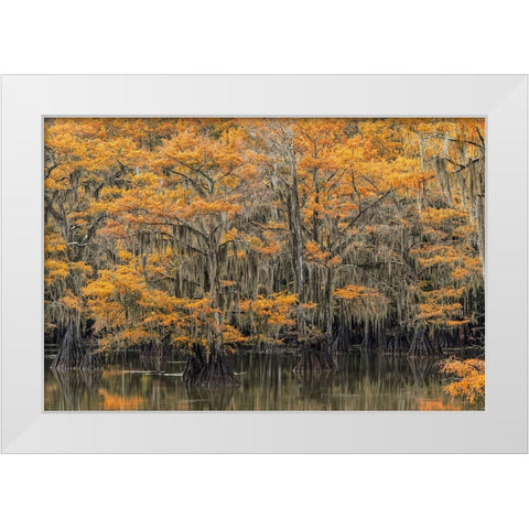 Bald Cypress tree draped in Spanish moss with fall colors Caddo Lake State Park-Uncertain-Texas White Modern Wood Framed Art Print by Jones, Adam