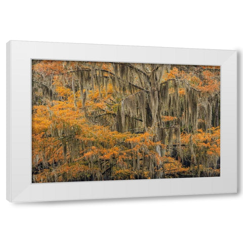 Bald Cypress tree draped in Spanish moss with fall colors Caddo Lake State Park-Uncertain-Texas White Modern Wood Framed Art Print by Jones, Adam