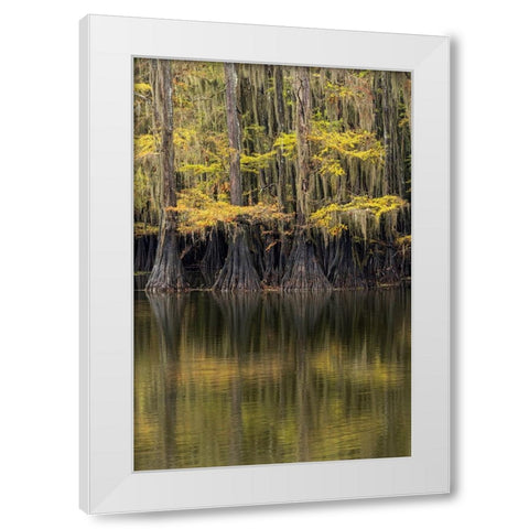 Bald Cypress tree draped in Spanish moss with fall colors Caddo Lake State Park-Uncertain-Texas White Modern Wood Framed Art Print by Jones, Adam