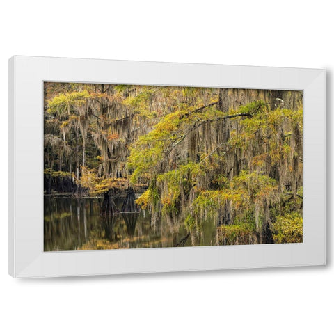 Bald Cypress tree draped in Spanish moss with fall colors Caddo Lake State Park-Uncertain-Texas White Modern Wood Framed Art Print by Jones, Adam