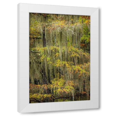 Bald Cypress tree draped in Spanish moss with fall colors Caddo Lake State Park-Uncertain-Texas White Modern Wood Framed Art Print by Jones, Adam
