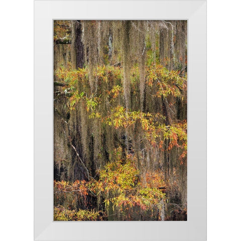 Bald Cypress tree draped in Spanish moss with fall colors Caddo Lake State Park-Uncertain-Texas White Modern Wood Framed Art Print by Jones, Adam