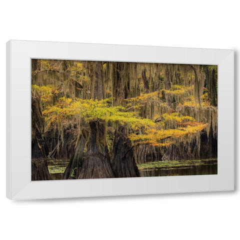 Bald Cypress tree draped in Spanish moss with fall colors Caddo Lake State Park-Uncertain-Texas White Modern Wood Framed Art Print by Jones, Adam
