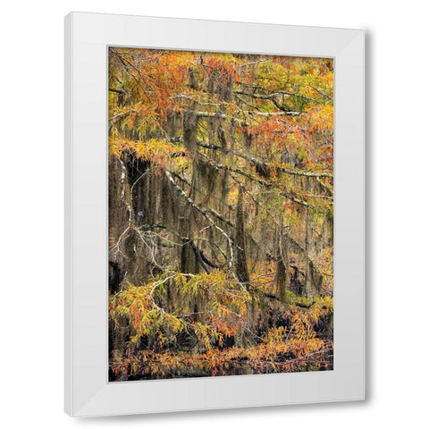 Bald Cypress tree draped in Spanish moss with fall colors Caddo Lake State Park-Uncertain-Texas White Modern Wood Framed Art Print by Jones, Adam