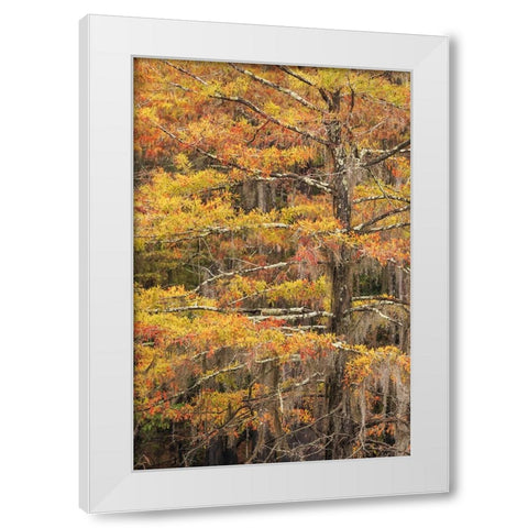 Bald Cypress tree draped in Spanish moss with fall colors Caddo Lake State Park-Uncertain-Texas White Modern Wood Framed Art Print by Jones, Adam