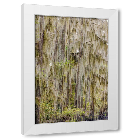 Bald cypress trees draped in Spanish moss in autumn lining Government Ditch Caddo Lake White Modern Wood Framed Art Print by Jones, Adam