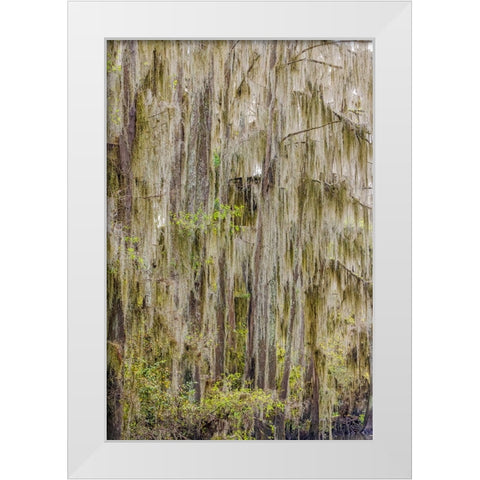 Bald cypress trees draped in Spanish moss in autumn lining Government Ditch Caddo Lake White Modern Wood Framed Art Print by Jones, Adam