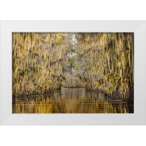 Bald cypress trees draped in Spanish moss in autumn lining Government Ditch Caddo Lake White Modern Wood Framed Art Print by Jones, Adam