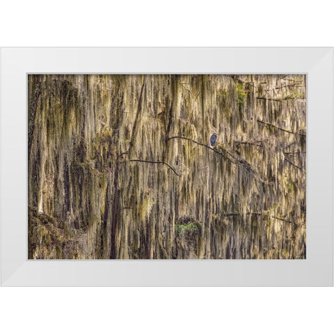 Bald cypress trees draped in Spanish moss and Great blue heron Caddo Lake-Uncertain-Texas White Modern Wood Framed Art Print by Jones, Adam