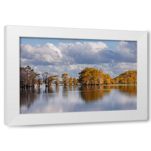 Bald cypress trees in autumn Caddo Lake-Uncertain-Texas White Modern Wood Framed Art Print by Jones, Adam