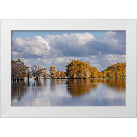 Bald cypress trees in autumn Caddo Lake-Uncertain-Texas White Modern Wood Framed Art Print by Jones, Adam