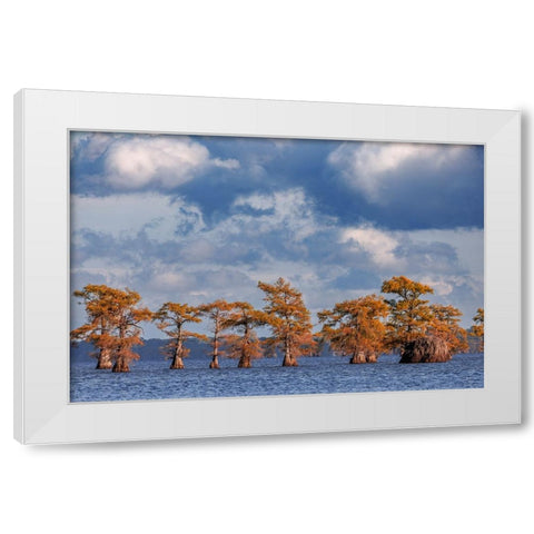 Bald cypress trees in autumn Caddo Lake-Uncertain-Texas White Modern Wood Framed Art Print by Jones, Adam