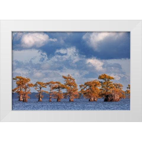 Bald cypress trees in autumn Caddo Lake-Uncertain-Texas White Modern Wood Framed Art Print by Jones, Adam