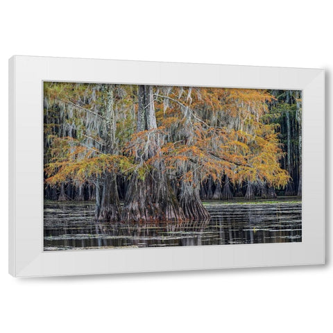 Bald cypress trees in autumn Caddo Lake-Uncertain-Texas White Modern Wood Framed Art Print by Jones, Adam