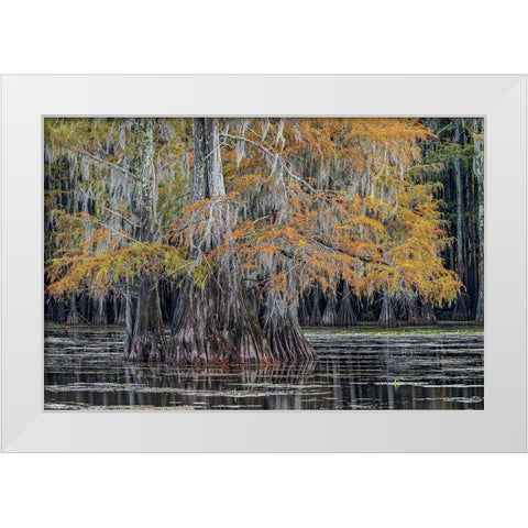 Bald cypress trees in autumn Caddo Lake-Uncertain-Texas White Modern Wood Framed Art Print by Jones, Adam